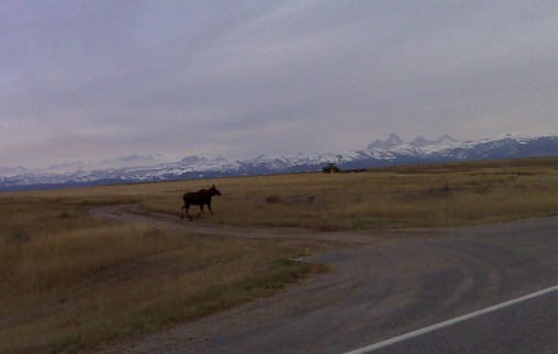 Moose near River Rim Ranch
