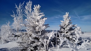 Teton Valley 1 hoar frost January 2015