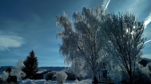 Downtown Driggs 1 hoar frost January 2105