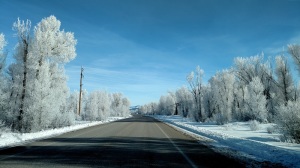 Ski Hill Road 3 hoar frost 1-15-15