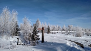 Redtail 2 hoar frost January 2015