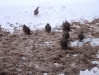 Sage Grouse