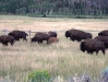 Buffalo Herd - Grand Teton National Park