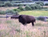 Buffalo - Grand Teton National Park