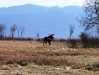 Darby Creek Moose